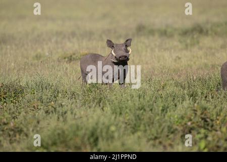 Warthog, Tansania Stockfoto