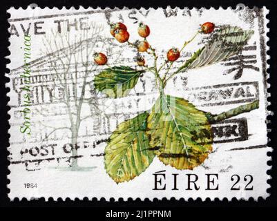 IRLAND - UM 1984: Eine in Irland gedruckte Briefmarke zeigt Irish Whitebeam, Sorbus Hibernica, Laubbaum, um 1984 Stockfoto