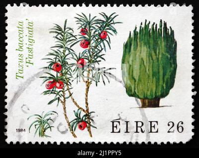 IRLAND - UM 1984: Eine in Irland gedruckte Briefmarke zeigt Irische Eibe, Taxus Baccata, Nadelbaum, um 1984 Stockfoto