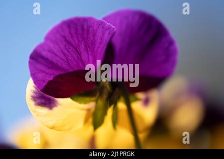 Nahaufnahme eines gelben, violetten und violetten Stiefmütterchens von unten, das von der Sonne am blauen Himmel in einem Frühlingsgarten beleuchtet wird Stockfoto
