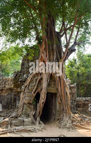 Baumwurzeln, die das Khmer-Gebäude umarmen. TA Som Prasat Ta Saom, Teil des Khmer Angkor Tempelkomplexes, Kambodscha Stockfoto