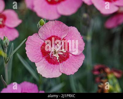 Farbenfrohe Blumen verkünden grandioses, dass der Frühling da ist und der Winter vorbei ist! Stockfoto