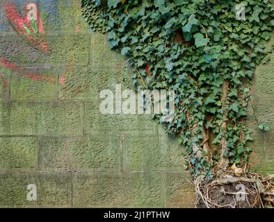 rang und Wurzel des Efeus auf einer Steinmauer in hellgrün mit einer Kreidezeichnung eines symbolischen Herzens in rot und blau Stockfoto