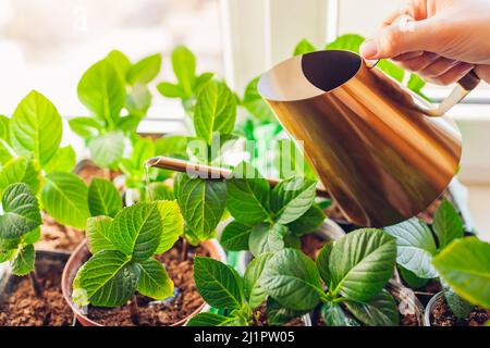 Bewässerung Hortensien Stecklinge mit Gießkanne. Wachsende Hortensien auf der Fensterbank. Gartenarbeit im Haus Stockfoto