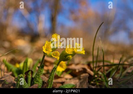 Primula blüht in der Nahaufnahme des Frühlings mit Hintergrundunschärfe mit Bokeh, Streulicht und Weichzeichner. Stockfoto