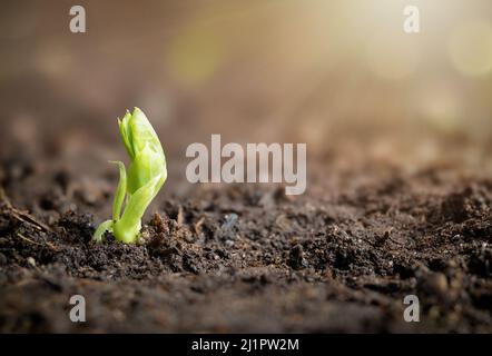 Junge Karpfenerbsenbeine sprießen im Gartenbett oder auf dem Feld mit Sonnenstrahlen. Gerade entstanden einzelne Erbsenpflanze Sämling als Super Sugar Snap Pea oder P bekannt Stockfoto