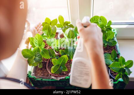 Gärtner sprüht bigleaf Hortensien mit Wasser unter Pflege von neuen Pflanzen. Wachsende Büsche aus Stecklingen in Töpfen zu Hause Stockfoto