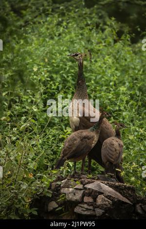 Indian Peafowl, Pavo cristatus, männlich, Jhalana, Rajasthan, Indien Stockfoto