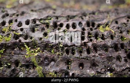 Baumstamm mit Spechtschaden. Alter gefallener Baum mit parallelen Lochlinien, die von einem Specht auf der Suche nach Nahrung wie Larven und Insekten oder gemacht wurden Stockfoto