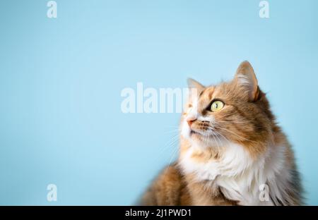 Flauschige Katze schaut zur Seite auf hellblauem Hintergrund. Niedliche lange Haare weibliche Calico oder Torbie Katze starrt auf etwas. Haustier auf farbigem Hintergrund wi Stockfoto