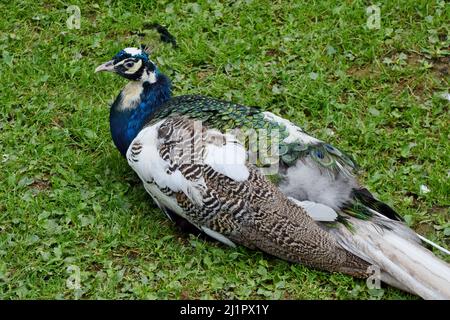 Ein Foto eines indischen blauen Pfauens Stockfoto