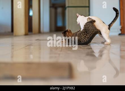 Zwei streunende Katzen kämpfen auf der Straße. Stockfoto