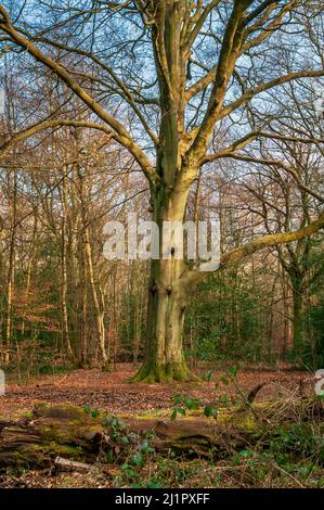 Sehr große Buche im Nachmittagslicht auf einer Lichtung in Ecclesall Woods, einem alten Wald in der Nähe von Sheffield. Stockfoto