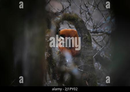 Red Randa, Ailurus fulgens, Singalilla Wildlife Sanctuary, Nepal Stockfoto