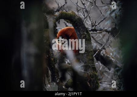 Red Randa, Ailurus fulgens, Singalilla Wildlife Sanctuary, Nepal Stockfoto