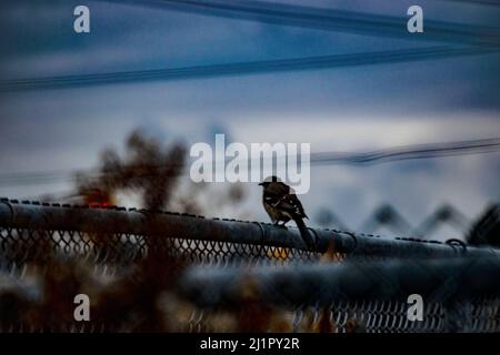 Ein einbunter Spatzen-Vogel, der auf einem Metallzaun mit Kettengliedern steht - Stock-Fotografie Stockfoto