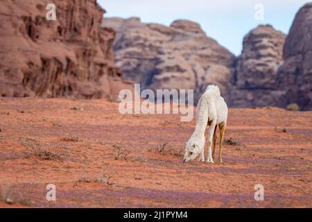 Ein Kamel (Camelus dromedarius) in der Wadi Rum Wüste. Jordanien. Stockfoto