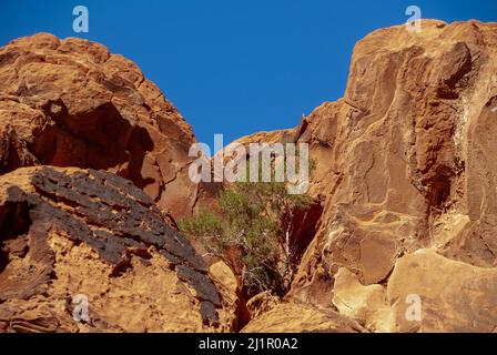 Overton, Nevada, USA - 11. Dezember 2010: Valley of Fire. Der einfarbige grüne Baum wächst in der Rissschlucht zwischen rotbraunen Felsen. Dicke schwarze Kruste ONT op of o Stockfoto