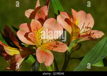 Nahaufnahme von orangegelben Blüten der peruanischen Lilie, Lilie der Inkas (Alstroemeria). Isoliert auf einem verschwommenen grünen Garten. Niederlande. Stockfoto