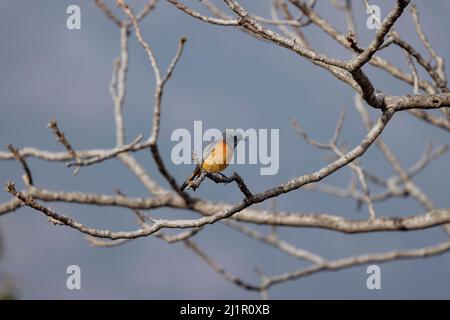 Blauer Rotstart, Phoenicurus frontalis, männlich, Uttarakhand, Indien Stockfoto