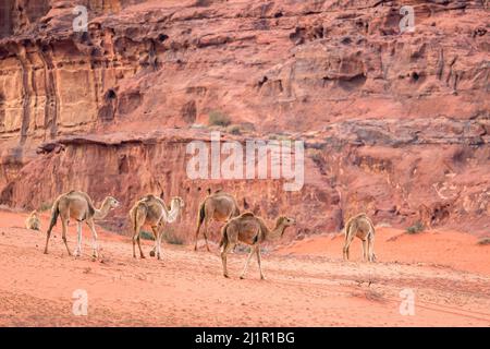 Die Kamele (Camelus dromedarius) in der Wadi Rum Wüste. Jordanien. Stockfoto