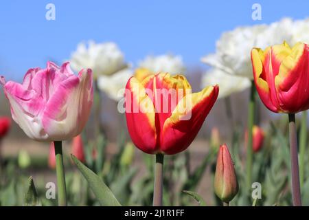 Drei wunderschöne rote, gelbe und rosa Tulpen in einem Blumengarten in holland im Frühling in der Nähe Stockfoto