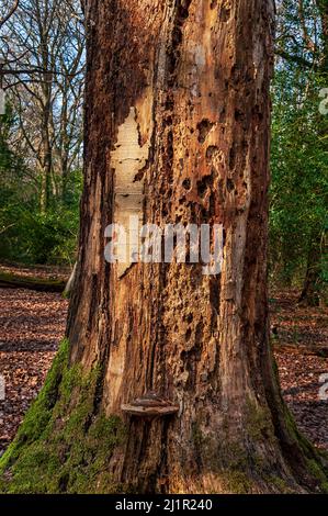 Sehr alter und inzwischen toter Baumstamm, durchsetzt mit Spechtlöchern in Ecclesall Woods, einem alten Waldgebiet in der Nähe von Sheffield. Stockfoto
