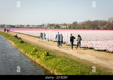 Familien wandern an einem frühen Frühlingstag in den holländischen Blumenfeldern um Lisse in den Niederlanden in blühenden Reihen von Hyazinthen (Hyacinthus orientalis) entlang. Stockfoto