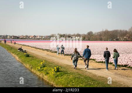 Besucher wandern an einem frühen Frühlingstag in den holländischen Blumenfeldern um Lisse in den Niederlanden in blühenden Reihen von Hyazinthen (Hyacinthus orientalis) entlang. Stockfoto