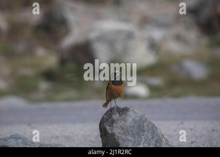 Güldenstädts Redstart, Phoenicurus erythrogastrus, Ladakh, Indien Stockfoto