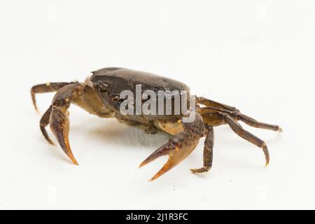 Süßwasserkrabbe isoliert auf weißem Hintergrund Stockfoto