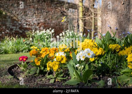 Frühlingserwachen in den Eastcote House Gardens im Borough of Hillingdon, London, Großbritannien. Bunte Primeln in den Blumenbeeten außerhalb des ummauerten Gartens. Stockfoto