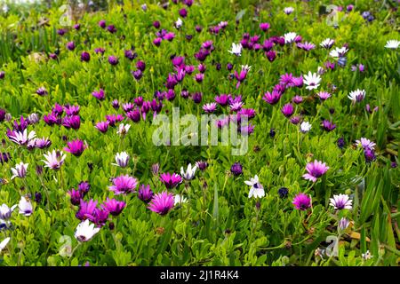 Nahaufnahme der violetten afrikanischen Gänseblümchen. 0.eospermum als Hintergrund. Stockfoto