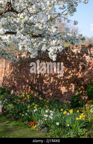 Weißer Blütenbaum, fotografiert im Frühling vor dem historischen, von Mauern umgebenen Eastcote House-Garten im Stadtteil Hillingdon, London, Großbritannien. Stockfoto