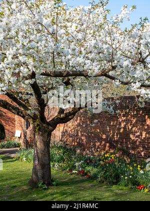 Weißer Blütenbaum, fotografiert im Frühling vor dem historischen, von Mauern umgebenen Eastcote House-Garten im Stadtteil Hillingdon, London, Großbritannien. Stockfoto