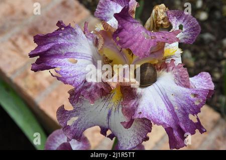 Am 18. April 2020 krabbelt braune Schnecke auf einer bärtigen Iris in einem Garten im Trabuco Canyon, Kalifornien. Stockfoto