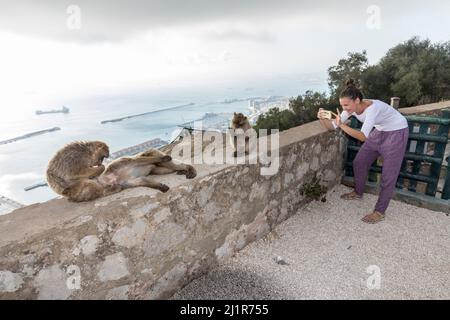 Macaca sylvanus, von Touristen fotografiert, Gibraltar Stockfoto