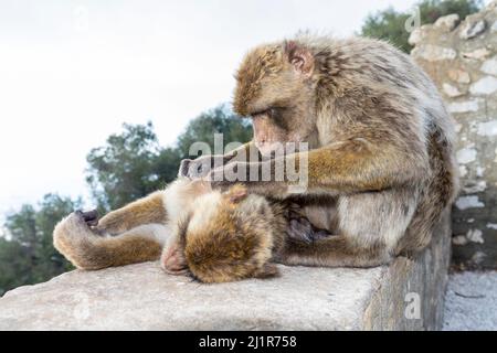 Makaken- oder Felsenaffen, Macaca sylvanus, Gibraltar Stockfoto