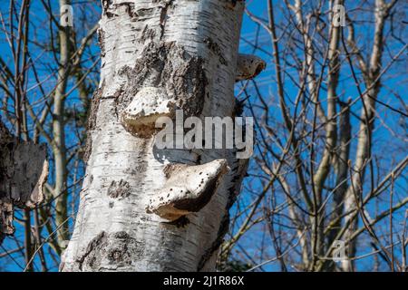 Birkenpolypore oder Rasiermesser halten Pilze in hellem Sonnenlicht gegen einen blauen Himmel auf Stockfoto