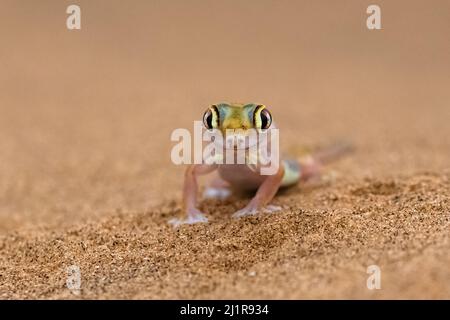 Ein Namib-Sandgecko, eine kleine bunte Eidechse in der Namib-Wüste Stockfoto