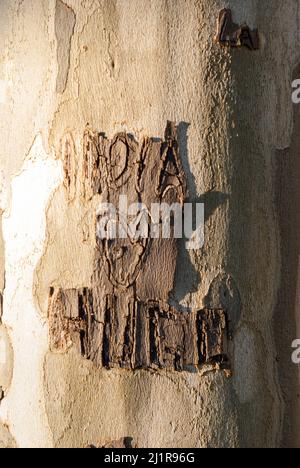 Namen der Liebe und des Herzens von Liebenden, die auf der Rinde eines Baumstamms geschrieben sind Stockfoto