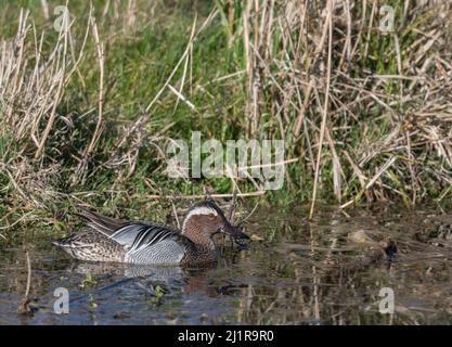 Eine männliche Garganey Anas querquedula im Cley Nature Reserve in North Norfolk an einem hellen Frühlingstag. Stockfoto