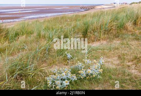 Stachy Seehaube (Eryngium maritimum) wächst in Sanddünen am North Beach, Heacham, einem Küstendorf im Westen von Norfolk, England Stockfoto