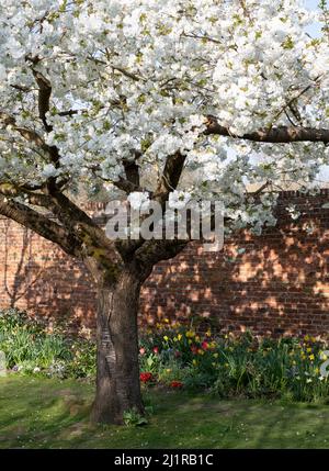 Weißer Blütenbaum, fotografiert im Frühling vor dem historischen, von Mauern umgebenen Eastcote House-Garten im Stadtteil Hillingdon, London, Großbritannien. Stockfoto