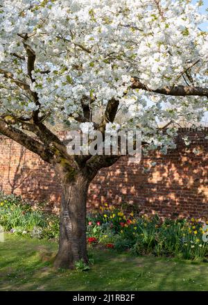 Weißer Blütenbaum, fotografiert im Frühling vor dem historischen, von Mauern umgebenen Eastcote House-Garten im Stadtteil Hillingdon, London, Großbritannien. Stockfoto