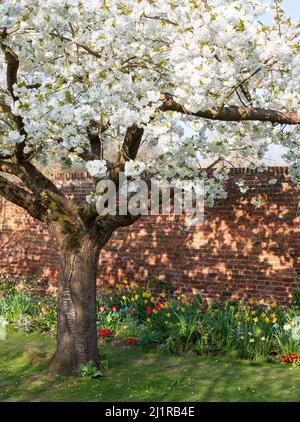 Weißer Blütenbaum, fotografiert im Frühling vor dem historischen, von Mauern umgebenen Eastcote House-Garten im Stadtteil Hillingdon, London, Großbritannien. Stockfoto