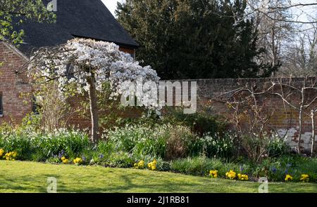 Weißer Blütenbaum, fotografiert im Frühling vor dem historischen, von Mauern umgebenen Eastcote House-Garten im Stadtteil Hillingdon, London, Großbritannien. Stockfoto