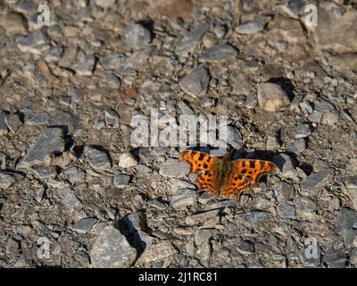 Polygonia c-Album aka Comma Butterfly ruht auf dem Boden in der Sonne. Stockfoto