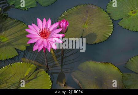 Zwei rosa Lotusblumen, eine blühende und eine geschlossene Knospe, die mit Seerosen im Teichhintergrund schwebt