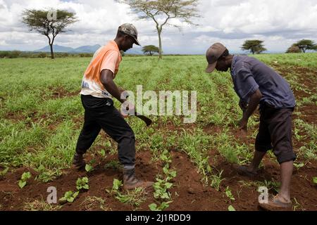 Bauern, die auf ihrem Land arbeiten, Meru, Kenia Stockfoto